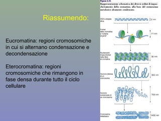 Riassumendo:
Eucromatina: regioni cromosomiche
in cui si alternano condensazione e
decondensazione
Eterocromatina: regioni
cromosomiche che rimangono in
fase densa durante tutto il ciclo
cellulare
 