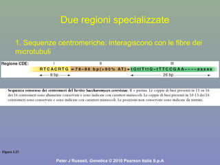 Figura 2.23
Peter J Russell, Genetica © 2010 Pearson Italia S.p.A
Due regioni specializzate
1. Sequenze centromeriche: interagiscono con le fibre dei
microtubuli
 