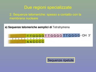 Due regioni specializzate
2. Sequenze telomeriche: spesso a contatto con la
membrana nucleare
Sequenze ripetute
 