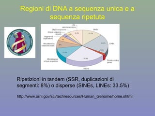 Regioni di DNA a sequenza unica e a
sequenza ripetuta
Ripetizioni in tandem (SSR, duplicazioni di
segmenti: 8%) o disperse (SINEs, LINEs: 33.5%)
http://www.ornl.gov/sci/techresources/Human_Genome/home.shtml
 