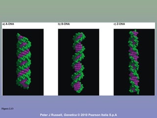 Figura 2.13
Peter J Russell, Genetica © 2010 Pearson Italia S.p.A
 
