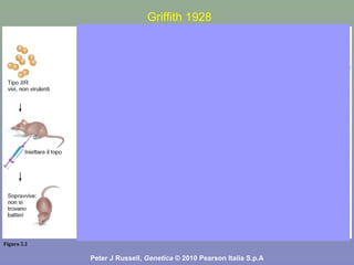 Figura 2.2
Peter J Russell, Genetica © 2010 Pearson Italia S.p.A
Griffith 1928
 