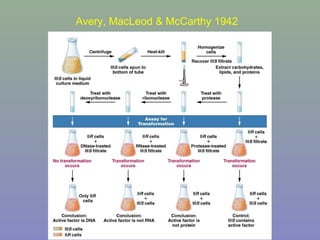 Avery, MacLeod & McCarthy 1942
 