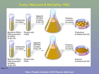 Figura 2.3
Peter J Russell, Genetica © 2010 Pearson Italia S.p.A
Avery, MacLeod & McCarthy 1942
 