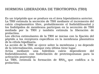 HORMONA LIBERADORA DE TIROTROPINA (TRH)

Es un tripéptido que se produce en el área hipotalámica anterior.
La TRH estimula la secreción de TSH mediante el incremento del
calcio citoplasmático libre, probablemente el fosfatidilinositol y
los fosfolípidos de membrana participan en la secreción de TSH
mediada por la TRH y también estimula la liberación de
prolactina.
Los efectos estimulantes de la TRH se inician con la fijación del
péptido a los receptores específicos en la membrana plasmática
de la célula hipofisaria.
La acción de la TRH se ejerce sobre la membrana y no depende
de la internalización, aunque esta última tiene lugar.
Actúa mediante una hidrólisis calcio dependiente del
fosfatidilinositol, con fosforilación de proteínquinasas para la
activación posreceptor.
La TRH, estimula la formación de RNAm que codifica a la
prolactina.
 