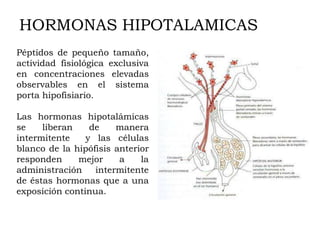 HORMONAS HIPOTALAMICAS
Péptidos de pequeño tamaño,
actividad fisiológica exclusiva
en concentraciones elevadas
observables en el sistema
porta hipofisiario.

Las hormonas hipotalámicas
se    liberan    de    manera
intermitente    y las células
blanco de la hipófisis anterior
responden     mejor     a    la
administración    intermitente
de éstas hormonas que a una
exposición continua.
 