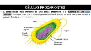 • A característica mais marcante de uma célula procarionte é a ausência de um núcleo
definido. Isso quer dizer que o material genético não está envolto por uma membrana nuclear e,
portanto, fica disperso no citoplasma.
CÉLULAS PROCARIONTES
 