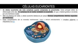 • As células eucariontes são mais complexas quando comparadas às procariontes. Como principal critério de
diferenciação entre elas, há a presença de um núcleo verdadeiro na eucarionte, em que o material genético é envolvido
por uma membrana nuclear.
• Além da presença de núcleo, a célula eucarionte destaca-se por possuir diversos compartimentos distintos separados
por membranas.
• Esses compartimentos são as organelas membranosas, como o retículo endoplasmático, o complexo golgiense, a
mitocôndria e os cloroplastos.
CÉLULAS EUCARIONTES
 