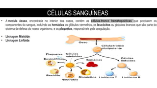 • A medula óssea, encontrada no interior dos ossos, contém as células-tronco hematopoéticas que produzem os
componentes do sangue, incluindo as hemácias ou glóbulos vermelhos, os leucócitos ou glóbulos brancos que são parte do
sistema de defesa do nosso organismo, e as plaquetas, responsáveis pela coagulação.
• Linhagem Mielóide
• Linhagem Linfóide
CÉLULAS SANGUÍNEAS
 