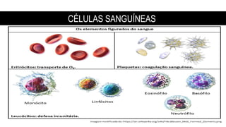 CÉLULAS SANGUÍNEAS
 