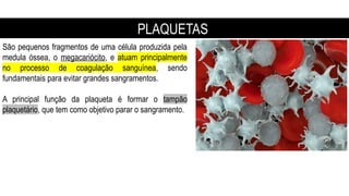 São pequenos fragmentos de uma célula produzida pela
medula óssea, o megacariócito, e atuam principalmente
no processo de coagulação sanguínea, sendo
fundamentais para evitar grandes sangramentos.
A principal função da plaqueta é formar o tampão
plaquetário, que tem como objetivo parar o sangramento.
PLAQUETAS
 