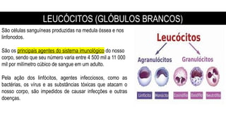 São células sanguíneas produzidas na medula óssea e nos
linfonodos.
São os principais agentes do sistema imunológico do nosso
corpo, sendo que seu número varia entre 4 500 mil a 11 000
mil por milímetro cúbico de sangue em um adulto.
Pela ação dos linfócitos, agentes infecciosos, como as
bactérias, os vírus e as substâncias tóxicas que atacam o
nosso corpo, são impedidos de causar infecções e outras
doenças.
LEUCÓCITOS (GLÓBULOS BRANCOS)
 