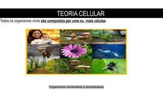 Todos os organismos vivos são compostos por uma ou mais células:
Organismos unicelulares e pluricelulares
TEORIA CELULAR
 