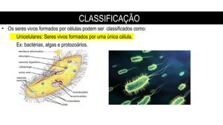 • Os seres vivos formados por células podem ser classificados como:
Unicelulares: Seres vivos formados por uma única célula.
Ex: bactérias, algas e protozoários.
CLASSIFICAÇÃO
 