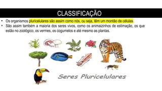 • Os organismos pluricelulares são assim como nós, ou seja, têm um montão de células.
• São assim também a maioria dos seres vivos, como os animaizinhos de estimação, os que
estão no zoológico, os vermes, os cogumelos e até mesmo as plantas.
CLASSIFICAÇÃO
 