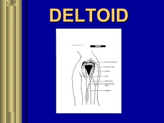 DELTOIDDELTOID
 