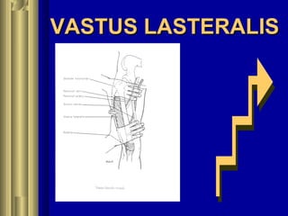 VASTUS LASTERALISVASTUS LASTERALIS
 