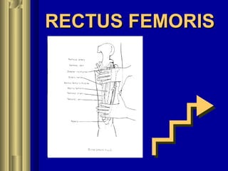 RECTUS FEMORISRECTUS FEMORIS
 