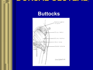 DORSAL GLUTEALDORSAL GLUTEAL
Buttocks
 