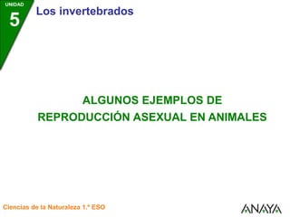 UNIDAD
5
Los invertebrados
Ciencias de la Naturaleza 1.º ESO
ALGUNOS EJEMPLOS DE
REPRODUCCIÓN ASEXUAL EN ANIMALES
 