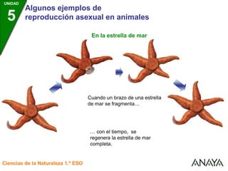 UNIDAD
3
Algunos ejemplos de
reproducción asexual en animales
Ciencias de la Naturaleza 1.º ESO
UNIDAD
5
… con el tiempo, se
regenera la estrella de mar
completa.
En la estrella de mar
Cuando un brazo de una estrella
de mar se fragmenta…
 