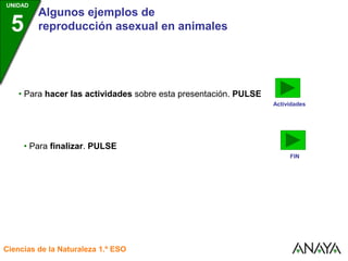 UNIDAD
3
Algunos ejemplos de
reproducción asexual en animales
Ciencias de la Naturaleza 1.º ESO
UNIDAD
5
Actividades
• Para hacer las actividades sobre esta presentación. PULSE
FIN
• Para finalizar. PULSE
 