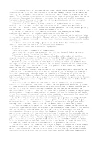 Tarzán anduvo hasta el extremo de una rama, desde donde quedaba visible a los
integrantes de la tribu: Los rápidos ojos de una hembra fueron los primeros en
localizarle. La hembra lanzó un aullido gutural para llamar la atención de los
demás. Varios machos gigantescos se irguieron en toda su estatura para ver mejor
al intruso. Enseñando los dientes y erizados los pelos del cuello avanzaron
lentamente hacia Tarzán, al tiempo que de las profundidades de sus gargantas
salían sordos y ominosos gruñidos.
-Soy Tarzán de los Monos, Kamath -anunció el hombre-mono en la lengua
vernácula de la tribu-. Tienes que acordarte de mí. Juntos nos burlamos e
hicimos rabiar mucho a Numa, cuando aún éramos pequeños. Le arrojábamos palos y
nueces desde las ramas altas, donde estábamos a salvo.
El animal al que se dirigía detuvo su avance, con expresión de haber
comprendido a medias y el asombro decorando su cara bestial.
-Y tú, Magor -se dirigió Tarzán a otro-, ¿no te acuerdas de tu antiguo jefe,
el que mató al poderoso Kerchak? ¡Mírame! ¿No soy el mismo Tarzán, el formidable
cazador, el luchador invencible al que todos vosotros conocisteis durante muchas
estaciones?
Los monos avanzaron en grupo, pero en su ánimo había más curiosidad que
amenaza. Cuchichearon entre ellos durante unos momentos.
-¿Qué buscas ahora entre nosotros? -preguntó
Karnath.
-Sólo quiero paz -respondió el hombre-mono.
Los simios volvieron a conferenciar. Por último, Karnath habló de nuevo.
Ven en paz, pues, Tarzán de los Monos -dijo.
Y Tarzán de los Monos se dejó caer con flexible salto sobre el mullido
césped, en medio de aquella turba feroz y terrible. Había completado su ciclo
evolutivo, para volver de nuevo a su condición de bruto entre los brutos.
No hubo saludos de bienvenida como hubiera ocurrido entre los hombres tras
una separación de dos años. La mayoría de los monos reanudaron sus actividades,
interrumpidas por la llegada de Tarzán, sin prestarle más atención, como si
nunca se hubiera ausentado de la tribu.
Un par de machos jóvenes, que no tenían suficiente edad para recordarle, se
llegaron a él y procedieron a olfatearle. Uno de ellos le enseñó los dientes y
le gruñó, amenazador: deseaba poner de inmediato a Tarzán en el sitio que le
correspondía. De haberse echado Tarzán atrás, seguramente el macho joven se
habría dado por satisfecho, pero a partir de aquel momento la posición de Tarzán
entre sus compañeros sería siempre inferior a la del macho que le había hecho
retroceder.
Pero Tarzán de los Monos no retrocedió. Por el contrario, su gigantesca
diestra salió disparada, con toda la fuerza de sus poderosos músculos, y arreó
al joven macho tan tremenda bofetada en pleno rostro que lo mandó rodando por la
hierba. El simio se levantó automáticamente, en una décima de segundo, se
abalanzó sobre Tarzán... y esa vez la lucha sería cuerpo a cuerpo, a dentelladas
desgarradoras y zarpazos demoledores: al menos, tal era la intención del macho
joven. Pero apenas llegaron al suelo, entre gruñidos y mordiscos, los dedos del
hombre mono encontraron la garganta de su antagonista.
El macho joven no tardó en dejar su forcejeo, para permanecer completamente
inmóvil en el suelo. Pero Tarzán aflojó la presa, le soltó y se puso en pie...
No deseaba matar, sólo demostrar al joven y a quienquiera que pudiese estar
contemplando la escena, que Tarzán de los Monos seguía siendo amo y señor.
La lección cumplió su objetivo: los belicosos monos jóvenes se apartaron de
su camino, como debían hacer en presencia de congéneres superiores, y los machos
adultos se abstuvieron de poner en tela de juicio las prerrogativas que le
correspondían. Durante varios días, las hembras jóvenes con hijos de pecho
mantuvieron respecto a él una actitud recelosa, y cuando se les acercaba más de
la cuenta se precipitaban hacia él, con las fauces abiertas y emitiendo rugidos
espantosos. En tales casos, Tarzán emprendía la retirada juiciosamente y se
ponía lejos de su alcance, porque también esa es la costumbre entre los monos:
sólo los machos que se vuelven locos atacan a una madre. Al cabo de unos días,
sin embargo, todos se habían acostumbrado a la presencia de Tarzán.
Iba de caza con ellos, como en los viejos tiempos, y cuando se dieron cuenta
de que su superior inteligencia los llevaba a los puntos donde la comida era
mejor y más abundante y de que su eficiente y astuta cuerda les proporcionaba
suculenta carne de piezas que en raras ocasiones podían saborear, empezaron a

 