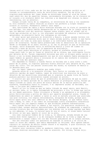lanzas erró el tiro; cada uno de los dos gigantescos animales recibió en el
costado su correspondiente cuota de veinticinco venablos. Uno de ellos ni
siquiera pudo moverse del lugar donde se encontraba cuando el alud de lanzas
cayó sobre él; dos de aquellas lanzas, certeramente dirigidas, se le clavaron en
el corazón y el elefante dobló las rodillas y se desplomó sin ofrecer la menor
resistencia, sin un estertor.
Aunque situado cerca de su compañero, al encontrarse de cara a los cazadores
el otro elefante no había ofrecido un blanco tan perfecto y ningún venablo
alcanzó su corazón. Permaneció inmóvil unos segun
dos, barritando de rabia y dolor mientras buscaba con la vista al causante de
sus heridas. Los negros habían desaparecido en la espesura de la jungla antes de
que los débiles ojos del monstruo cayesen sobre alguno, pero el animal oyó el
ruido que producían al huir y, con aterrador estruendo de arbustos y matorrales
aplastados, se precipitó hacia los indígenas en retirada.
El azar quiso que avanzara en dirección a Busuli, a quien ganaba terreno con
tal rapidez que se hubiese dicho que el negro estaba quieto, cuando lo que hacía
era correr con toda su alma para escapar a la inevitable muerte que estaba a
punto de alcanzarle. Tarzán había presenciado todo el desarrollo de la operación
desde la enramada de un árbol cercano y, al ver el peligro en que se encontraba
su amigo, salió disparado hacia la enfurecida bestia y trató de llamar su
atención a base de gritos, con la esperanza de distraerla.
Pero igual podía ahorrarse el aliento, porque el elefante estaba sordo y
ciego para todo lo que no fuese el objetivo de su cólera, que inútilmente corría
por delante de él. Tarzán comprendió entonces que sólo un milagro podía salvar a
Busuli y con la misma despreocupación con que en otro momento había perseguido a
aquel hombre se aprestó ahora a colocarse en el camino del elefante e intentar
salvar la vida del guerrero negro.
Aún empuñaba el venablo y cuando Tantor se hallaba aún a unos siete u ocho
pasos de su presa, un vigoroso guerrero blanco aterrizó casi delante de él, como
caído del cielo. Con las peores intenciones del mundo, el elefante se desvió a
la derecha para aca
bar con aquel temerario enemigo que osaba interponerse entre él y su presunta víctima. Pero Tantor no contaba con la
celérica rapidez de aquel hombre, capaz de electrizar sus músculos de acero y
dotarlos de tan maravillosa celeridad que ni siquiera la aguda vista de Tantor
pudiera percibir sus movimientos cuando entrasen en acción.
Y ocurrió así que antes de que el proboscidio se percatara de que su nuevo
adversario se había quitado de su camino mediante un prodigioso salto, Tarzán ya
había clavado su lanza con punta de hierro detrás de la maciza paletilla del
elefante, hundiéndola hasta su corazón. Y el imponente animal se derrumbó, sin
vida, a los pies del hombre-mono.
Busuli no vio la forma en que se había librado de aquel apuro, pero Waziri,
el anciano jefe, sí lo había contemplado de principio a fin, lo mismo que varios
de los demás guerreros. Todos vitorearon a Tarzán y se agruparon a su alrededor,
entre felicitaciones y gritos de júbilo por aquella monumental pieza. Cuando el
hombre-mono se subió al cadáver y lanzó al aire el extraño alarido que anunciaba
una gran victoria, los negros retrocedieron, encogidos de miedo, porque para
ellos aquel grito era casi idéntico al del brutal Bolgani, al que temían tanto
como a Numa, el león. A tal temor se incorporaba cierto acatamiento reverencia)
hacia aquel ser con aspecto humano al que atribuían poderes sobrenaturales.
Pero cuando Tarzán bajó la cabeza y les sonrió, los guerreros recobraron la
tranquilidad, aunque seguían desconcertados. No acababan de comprender a aquella
curiosa criatura que se trasladaba por los árboles con la misma rapidez que Manu
y, sin embargo, lo suyo, lo natural para él era el suelo, el mismo medio natural
de ellos: un ser que, aparte el color de la piel,
era como cualquier hombre de la tribu y, no obstante, estaba dotado de una
fuerza diez veces superior a la de cualquier miembro de la tribu y capaz de
enfrentarse a cuerpo limpio con los más feroces pobladores de la jungla salvaje.
Una vez reunidos todos los guerreros se reanudó la cacería y se inició de
nuevo el acoso del rebaño, que había emprendido la retirada. Pero apenas habían
cubierto un centenar de metros cuando resonó a su espalda, a gran distancia, una
extraña sucesión de detonaciones.
Durante unos instantes todos se quedaron inmóviles, como un grupo de
estatuas, mientras escuchaban con toda su atención. Por último, Tarzán dijo:

 