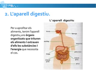 2. L'aparell digestiu. 
Per a aprofitar els 
aliments, tenim l'aparell 
digestiu,uns òrgans 
organitzats que trituren 
els aliments I extrauen 
d'ells les substàncies I 
l'energia que necessita 
el cos. 
 