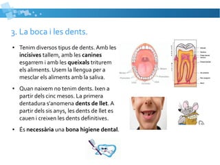 3. La boca i les dents. 
● Tenim diversos tipus de dents. Amb les 
incisives tallem, amb les canines 
esgarrem i amb les queixals triturem 
els aliments. Usem la llengua per a 
mesclar els aliments amb la saliva. 
● Quan naixem no tenim dents. Ixen a 
partir dels cinc mesos. La primera 
dentadura s'anomena dents de llet. A 
partir dels sis anys, les dents de llet es 
cauen i creixen les dents definitives. 
● És necessària una bona higiene dental. 
 