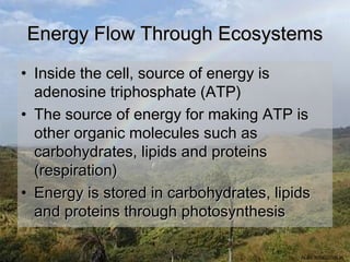 Energy Flow Through Ecosystems
• Inside the cell, source of energy is
  adenosine triphosphate (ATP)
• The source of energy for making ATP is
  other organic molecules such as
  carbohydrates, lipids and proteins
  (respiration)
• Energy is stored in carbohydrates, lipids
  and proteins through photosynthesis

                                         ALBIO9700/2006JK
 