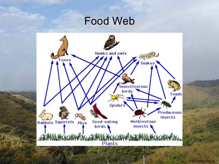 Energy Flow Through An Ecosystem Is One-way Because 02 Energy Flow through Ecosystems
