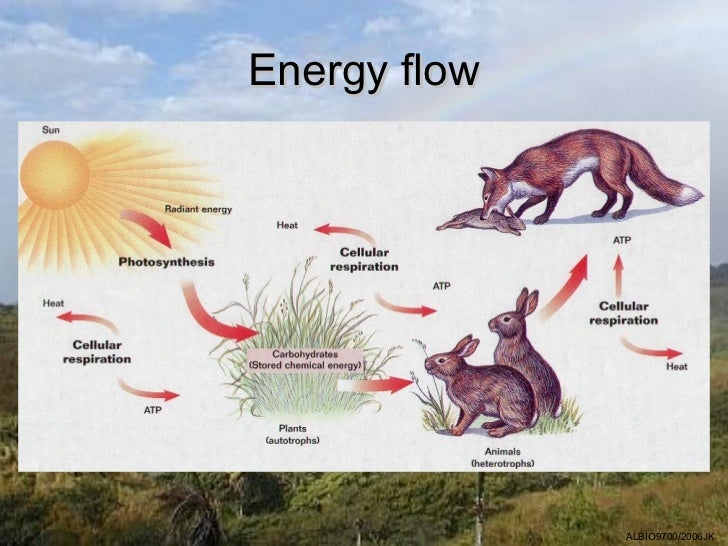 02 Energy Flow through Ecosystems