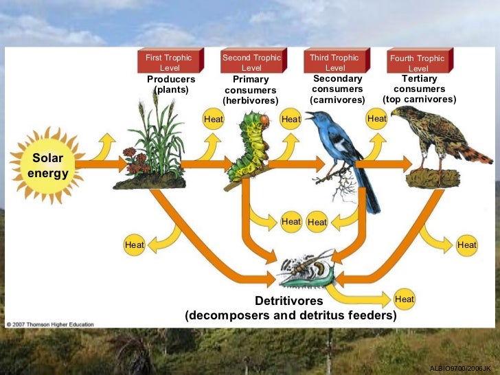 02 Energy Flow through Ecosystems