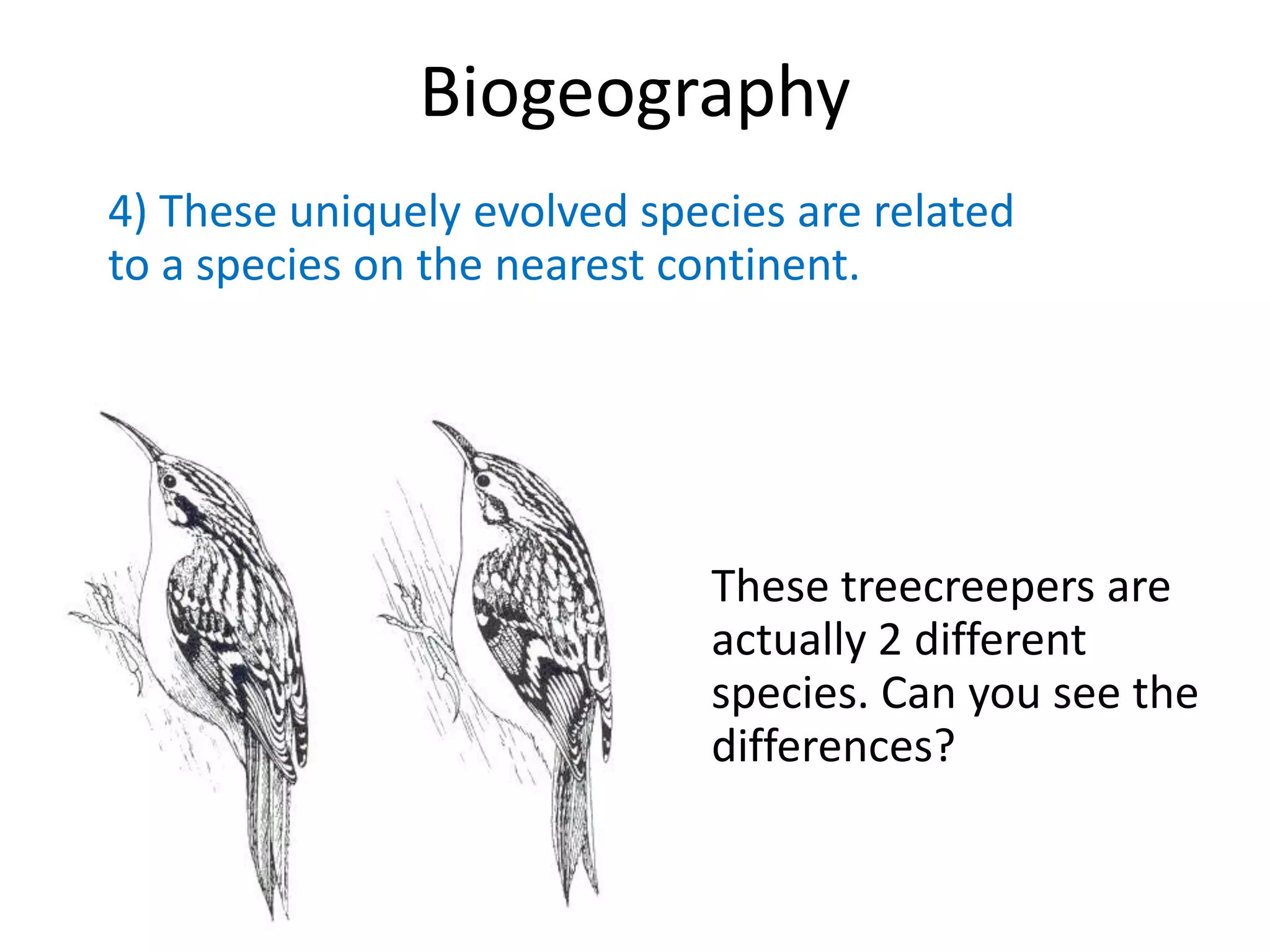 Biogeography
4) These uniquely evolved species are related
to a species on the nearest continent.
These treecreepers are
actually 2 different
species. Can you see the
differences?