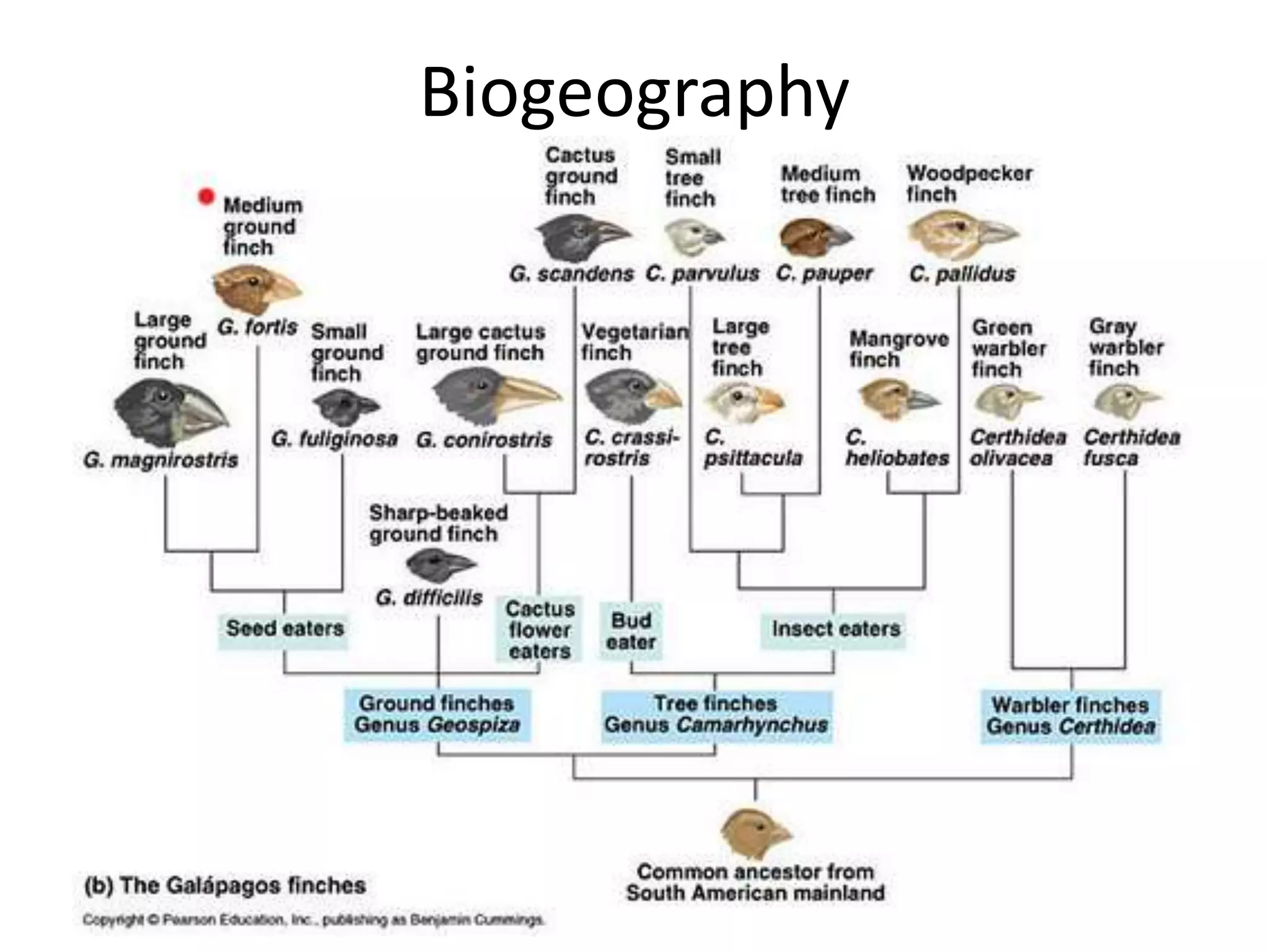 Biogeography