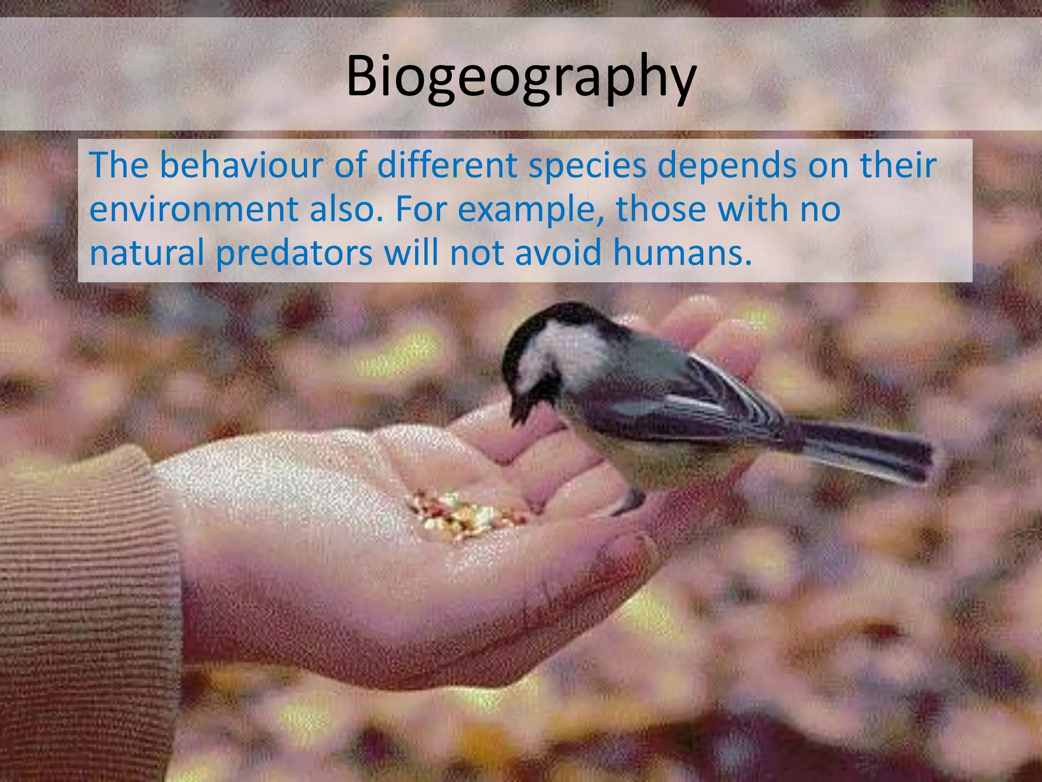 Biogeography
The behaviour of different species depends on their
environment also. For example, those with no
natural predators will not avoid humans.