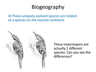 Biogeography
4) These uniquely evolved species are related
to a species on the nearest continent.

These treecreepers are
actually 2 different
species. Can you see the
differences?

 