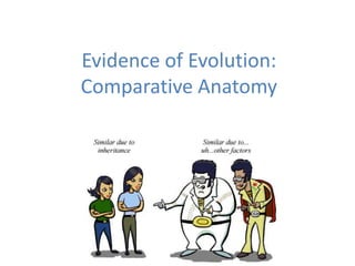 Evidence of Evolution:
Comparative Anatomy

 
