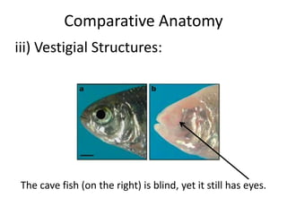 Comparative Anatomy
iii) Vestigial Structures:

The cave fish (on the right) is blind, yet it still has eyes.

 