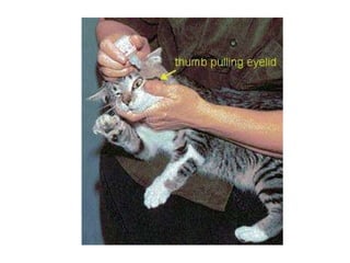 02 evidence of evolution   comparative anatomy