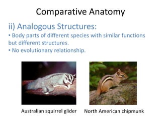 Comparative Anatomy
ii) Analogous Structures:
• Body parts of different species with similar functions
but different structures.
• No evolutionary relationship.

Australian squirrel glider

North American chipmunk

 