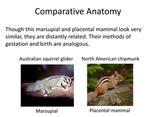 Comparative Anatomy
Though this marsupial and placental mammal look very
similar, they are distantly related. Their methods of
gestation and birth are analogous.
Australian squirrel glider

North American chipmunk

Marsupial

Placental mammal

 