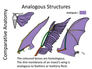 Comparative Anatomy

Analogous Structures

The coloured bones are homologous.
The thin membrane of an insect's wing is
analogous to feathers or leathery flesh.

 