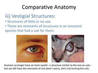 Comparative Anatomy
iii) Vestigial Structures:
• Structures of little or no use.
• These are remnants of structures in an ancestral
species that had a use for them.

Humans no longer have an inner eyelid - a structure similar to the one on cats but we still have the remnants of one (don't worry, she's not hurting the cat).

 