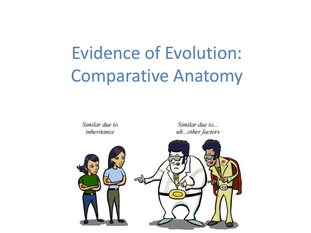 02 evidence of evolution comparative anatomy