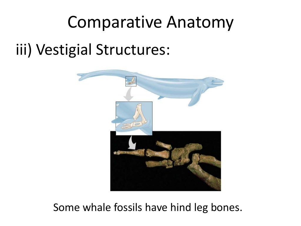 02 evidence of evolution comparative anatomy
