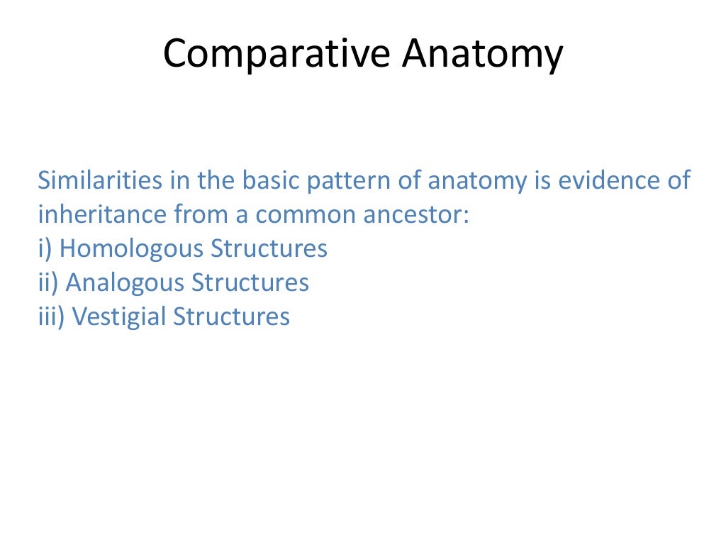 02 evidence of evolution comparative anatomy