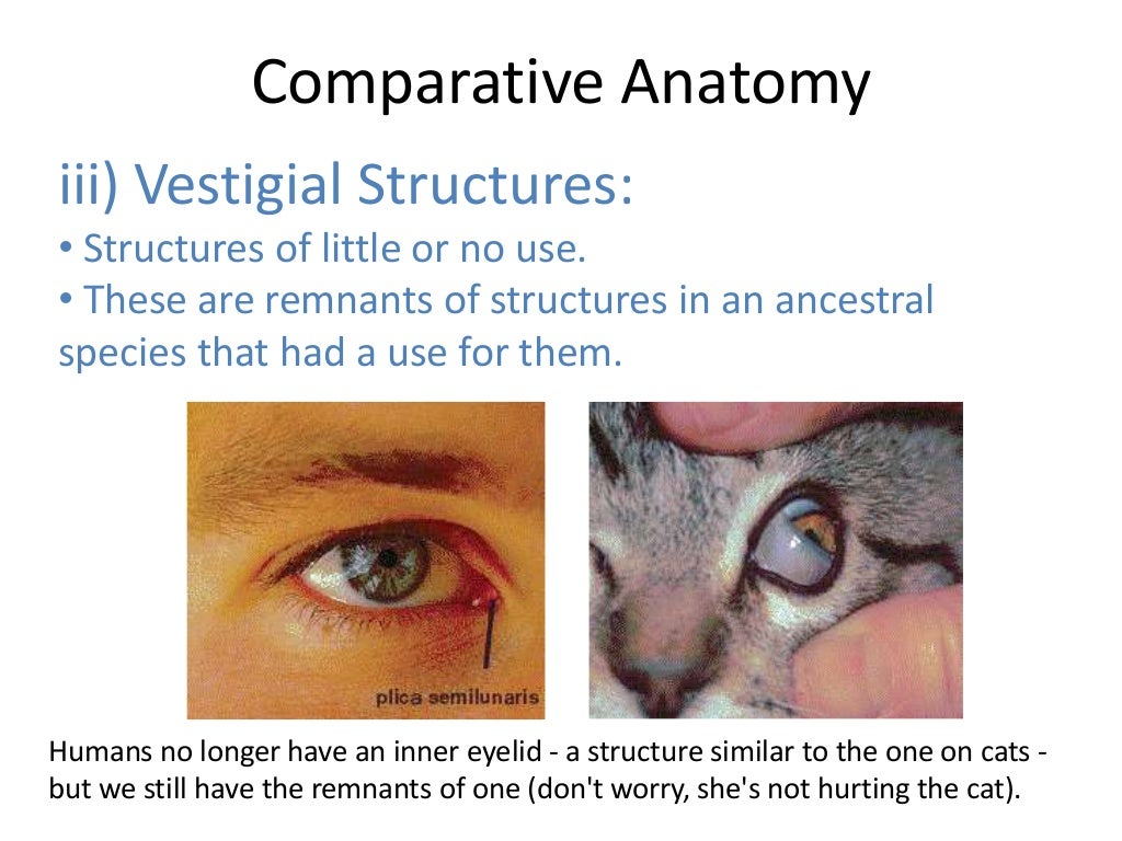 02 evidence of evolution comparative anatomy