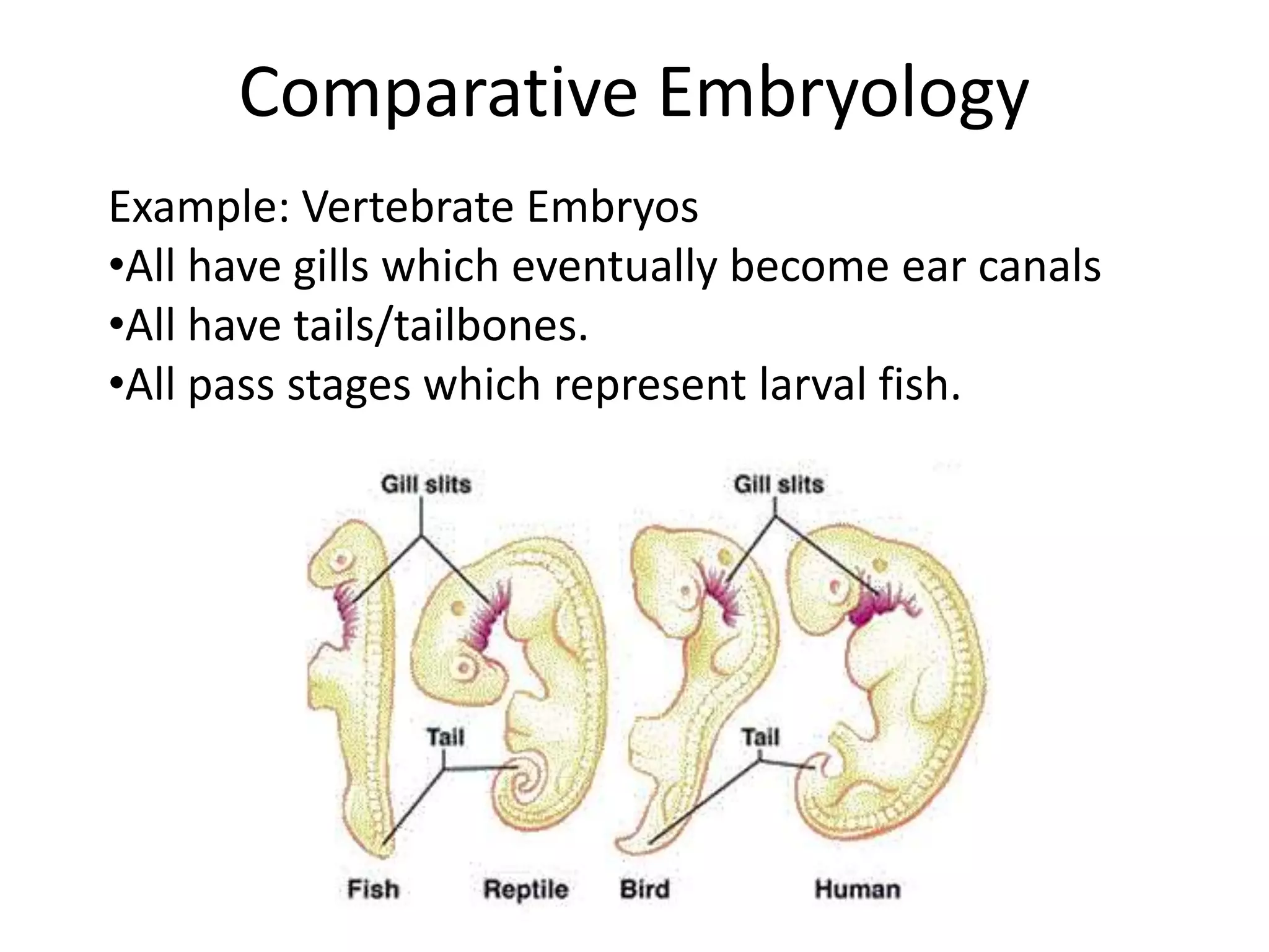 Comparative Embryology
Example: Vertebrate Embryos
•All have gills which eventually become ear canals
•All have tails/tailbones.
•All pass stages which represent larval fish.